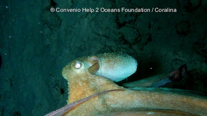 Octopuses (75)
